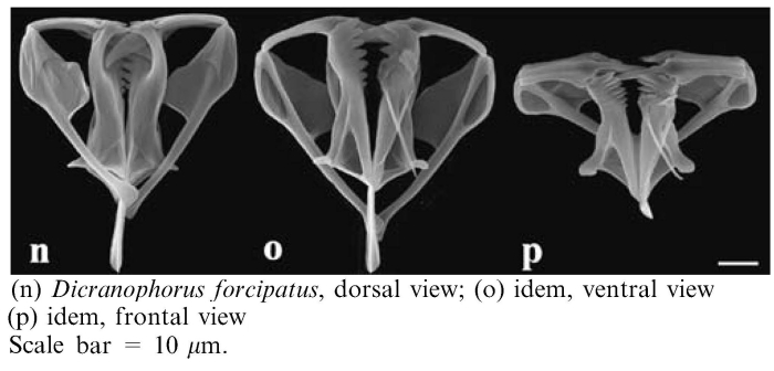 Dicranophorus forcipatus Dicranophorus forcipatus