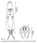 Dicranophorus forcipatus