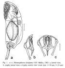 Dicranophorus forcipatus