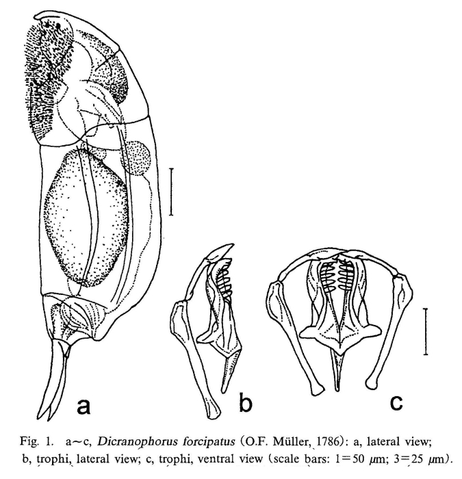 Dicranophorus forcipatus Dicranophorus forcipatus