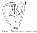 Dicranophorus forcipatus