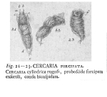 Dicranophorus forcipatus - Original description image