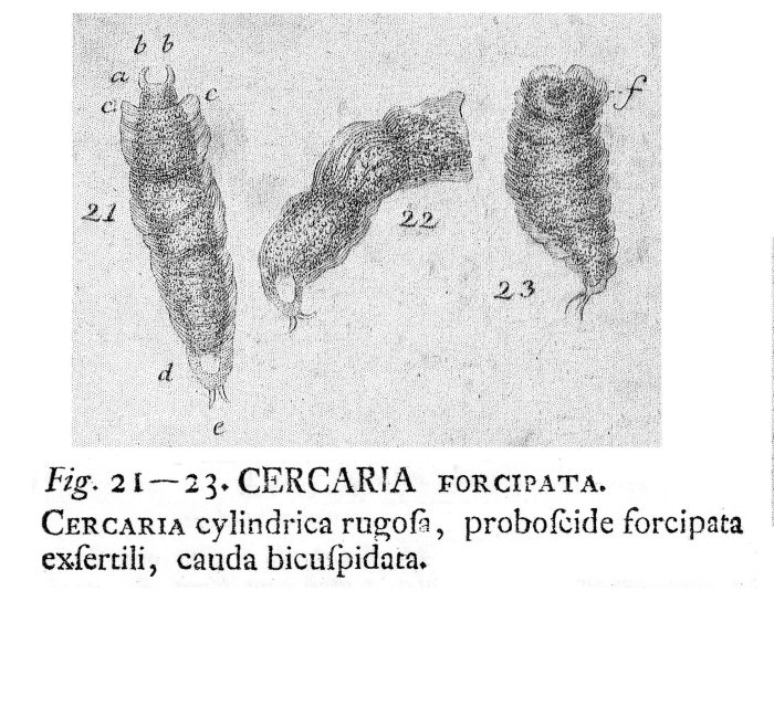 Dicranophorus forcipatus - Original description image