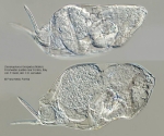 Dicranophorus forcipatus