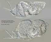 Dicranophorus forcipatus