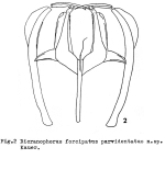 Dicranophorus forcipatus parvidentatus