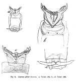 Dicranophorus gibber