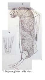 Dicranophorus gibber