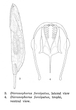 Dicranophorus grandis