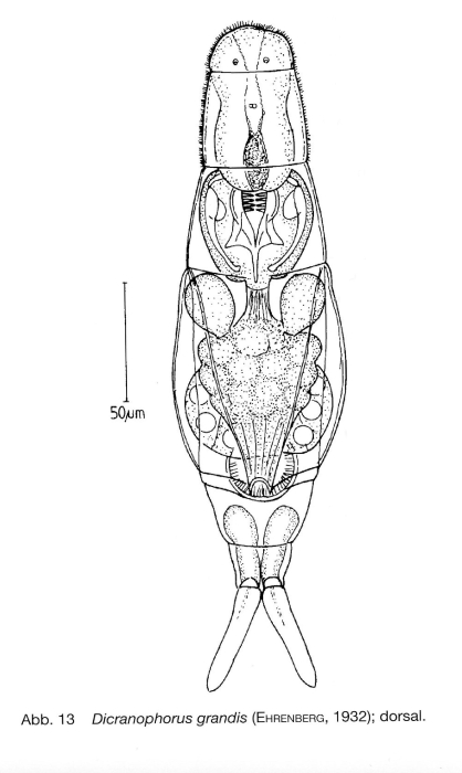 Dicranophorus grandis