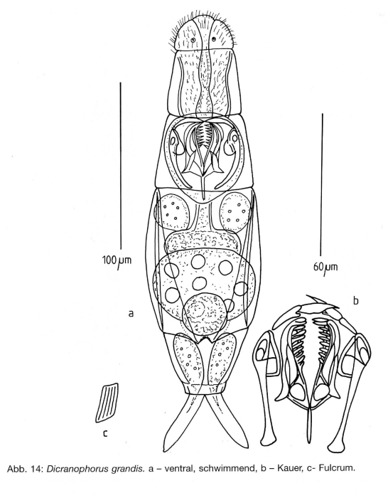 Dicranophorus grandis