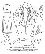 Dicranophorus grandis