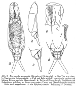 Dicranophorus grandis