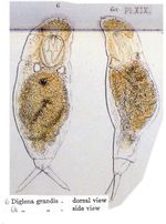 Dicranophorus grandis