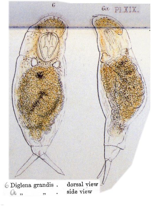 Dicranophorus grandis