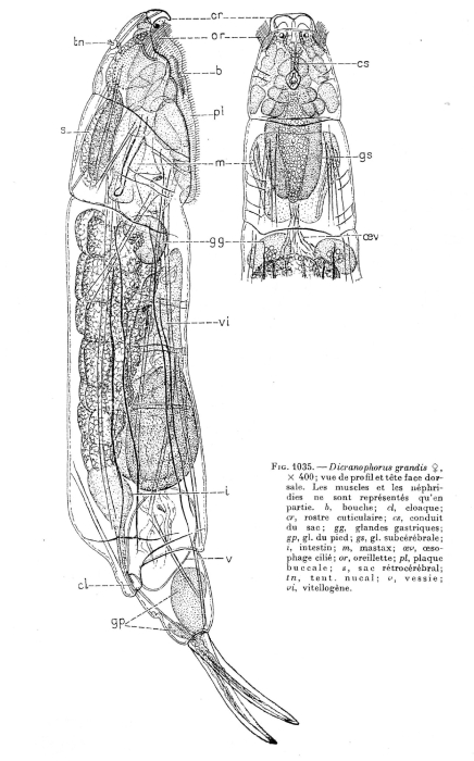 Dicranophorus grandis