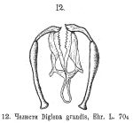 Dicranophorus grandis
