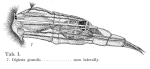 Dicranophorus grandis