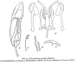 Dicranophorus grandis