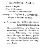 Dicranophorus grandis - Original description image