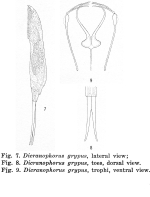 Dicranophorus grypus - Original description image