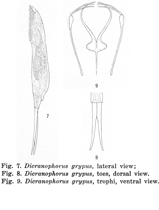 Dicranophorus grypus
