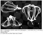Dicranophorus halbachi