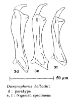 Dicranophorus halbachi