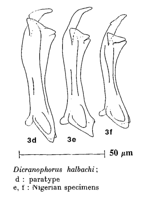 Dicranophorus halbachi