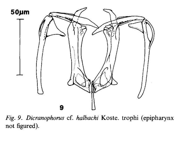Dicranophorus halbachi
