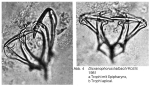 Dicranophorus halbachi