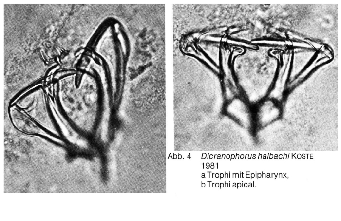 Dicranophorus halbachi