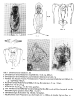Dicranophorus halbachi - Original description image