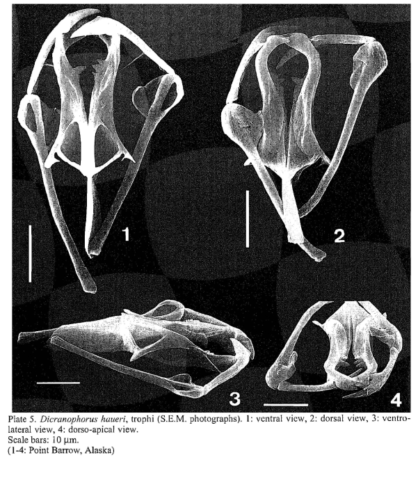 Dicranophorus haueri
