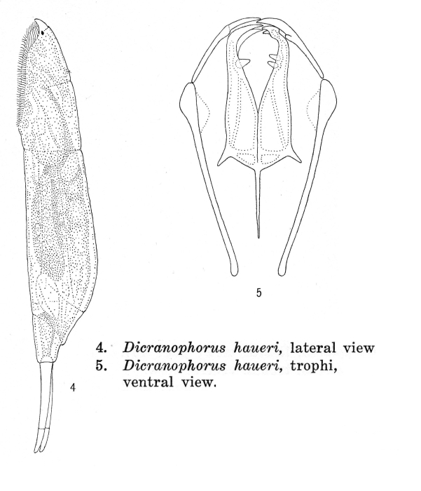 Dicranophorus haueri - Original description image