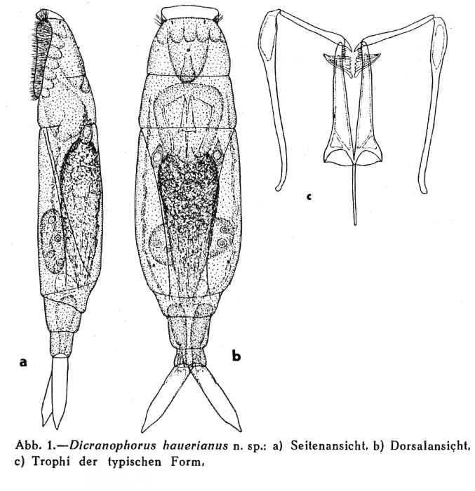Dicranophorus hauerianus - Original description image