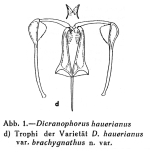 Dicranophorus hauerianus brachygnathus - Original description image
