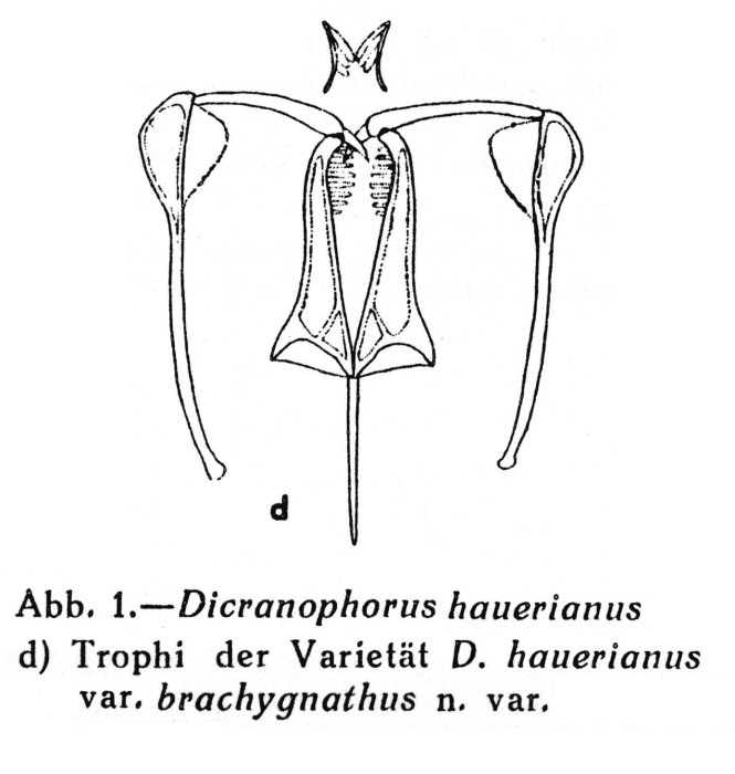 Dicranophorus hauerianus brachygnathus - Original description image