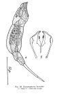 Dicranophorus hercules