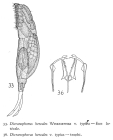 Dicranophorus hercules