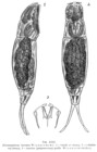 Dicranophorus hercules