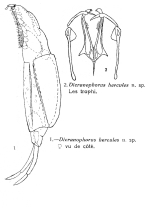 Dicranophorus hercules - Original description image