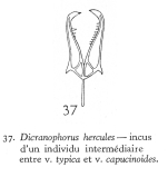 Dicranophorus hercules intermedius - Original description image