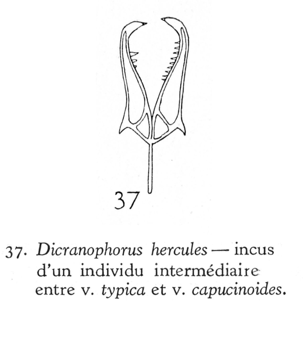 Dicranophorus hercules intermedius - Original description image
