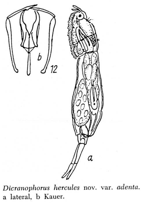 Dicranophorus hercules var. adenta - Original description image