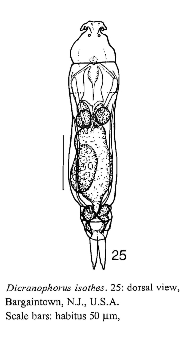 Dicranophorus isothes