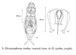 Dicranophorus isothes