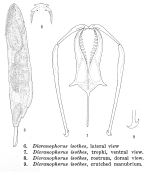 Dicranophorus isothes - Original description image