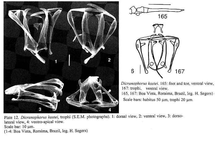 Dicranophorus kostei
