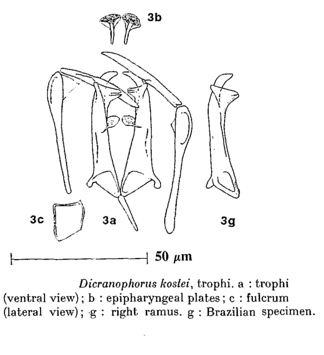 Dicranophorus kostei